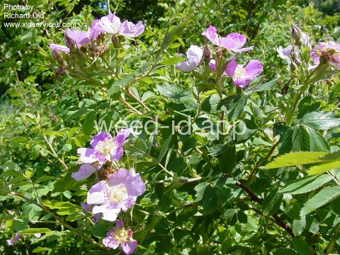 rose, western wild